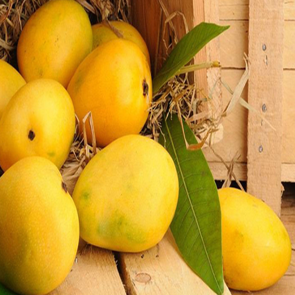 Amazing Benefits of Mango, mango health benefits, mango vitamins, benefits of eating man,
