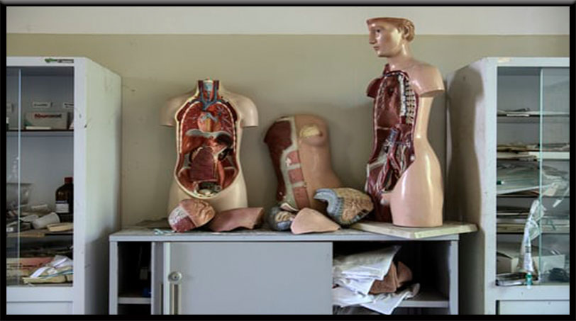 Human Liver Anatomy